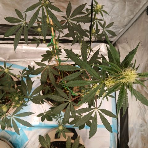 Ice dream cake seedsman seeds ×2 growlog timeline photo