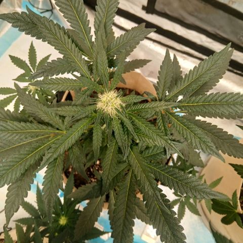 Purple bubba kush ×2 growlog timeline photo
