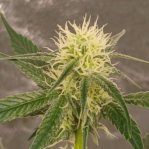 Ice dream cake seedsman seeds ×2 growlog timeline photo