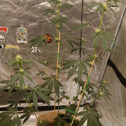 Ice dream cake seedsman seeds ×2 growlog timeline photo