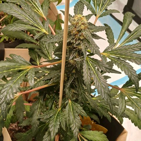 Purple bubba kush ×2 growlog timeline photo