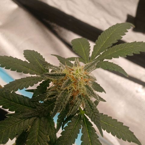 Purple bubba kush ×2 growlog timeline photo