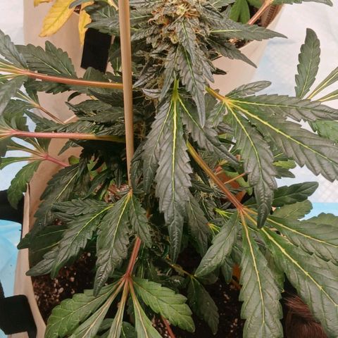 Purple bubba kush ×2 growlog timeline photo