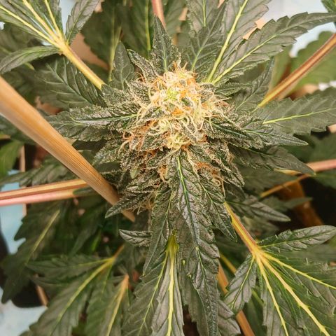 Purple bubba kush ×2 growlog timeline photo