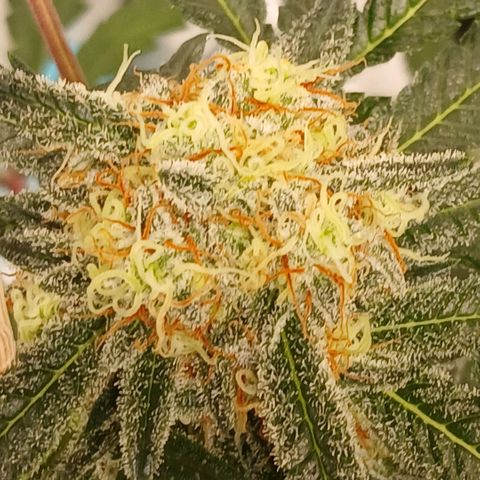 Purple bubba kush ×2 growlog timeline photo