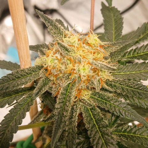 Purple bubba kush ×2 growlog timeline photo