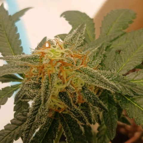 Purple bubba kush ×2 growlog timeline photo