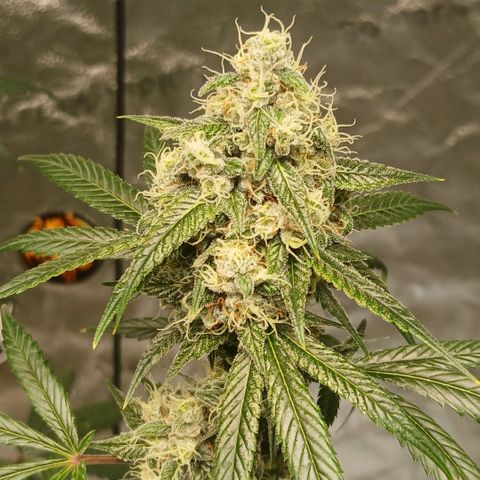 Ice dream cake seedsman seeds ×2 growlog timeline photo