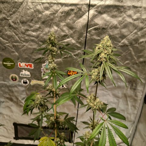 Ice dream cake seedsman seeds ×2 growlog timeline photo