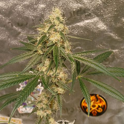 Ice dream cake seedsman seeds ×2 growlog timeline photo
