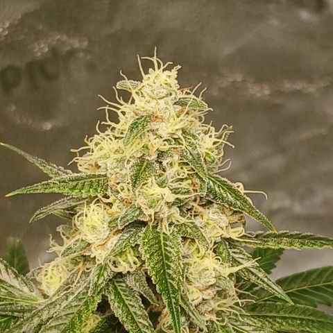 Ice dream cake seedsman seeds ×2 growlog timeline photo