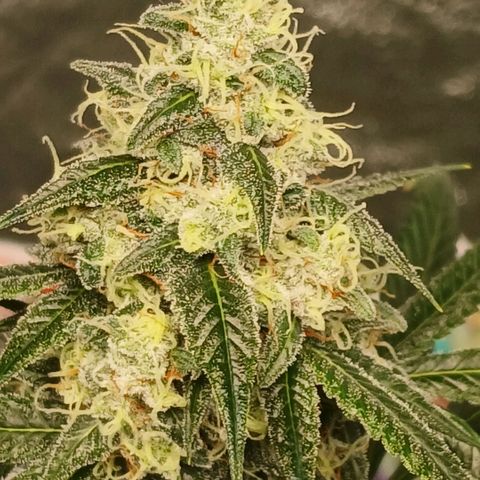 Ice dream cake seedsman seeds ×2 growlog timeline photo