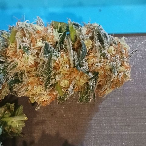Purple bubba kush ×2 growlog photo: Harvested 1planta