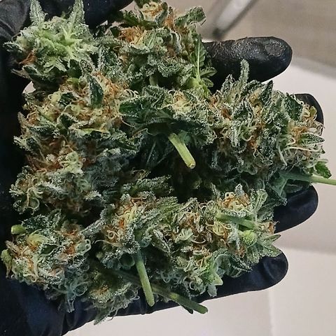 Purple bubba kush ×2 growlog photo: Harvested 1planta