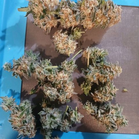 Purple bubba kush ×2 growlog photo: Harvested 1planta