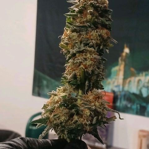 Purple bubba kush ×2 growlog photo: Harvested 1planta