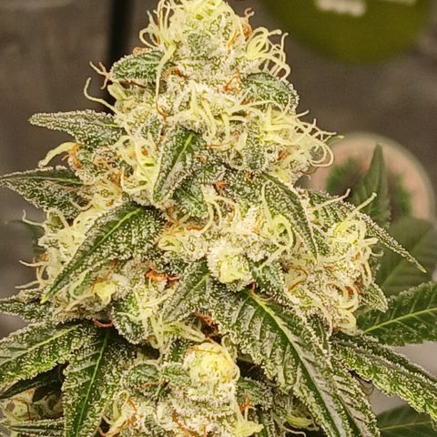 Ice dream cake seedsman seeds ×2 growlog timeline photo