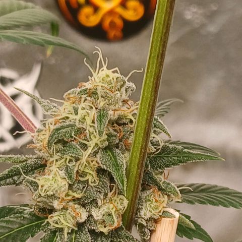 Ice dream cake seedsman seeds ×2 growlog timeline photo