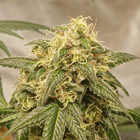 Ice dream cake seedsman seeds ×2 growlog timeline photo