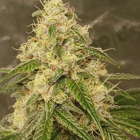 Ice dream cake seedsman seeds ×2 growlog timeline photo
