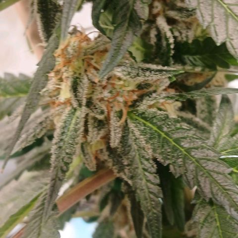 Purple bubba kush ×2 growlog timeline photo