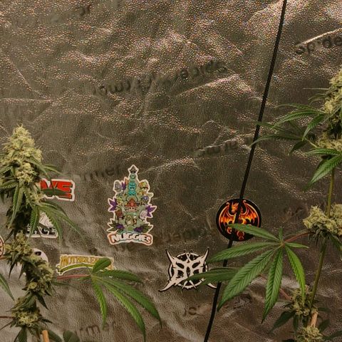 Ice dream cake seedsman seeds ×2 growlog timeline photo