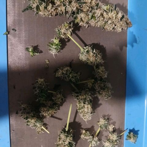 Purple bubba kush ×2 growlog timeline photo