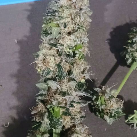 Purple bubba kush ×2 growlog timeline photo