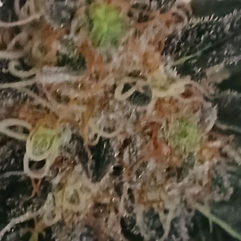Purple bubba kush ×2 growlog timeline photo