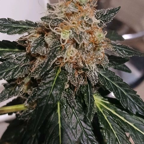Purple bubba kush ×2 growlog timeline photo