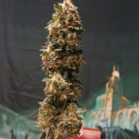 Purple bubba kush ×2 growlog timeline photo