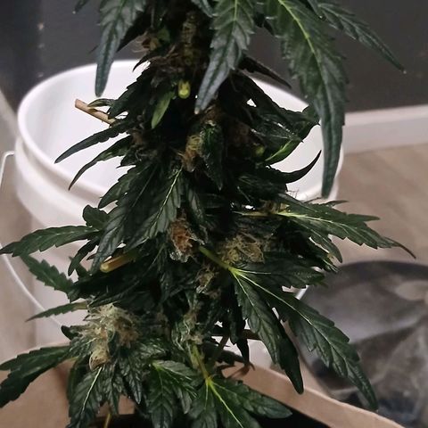 Purple bubba kush ×2 growlog timeline photo