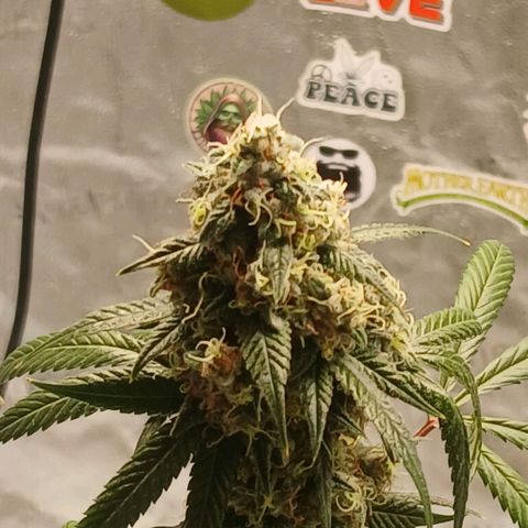 Ice dream cake seedsman seeds ×2 growlog timeline photo