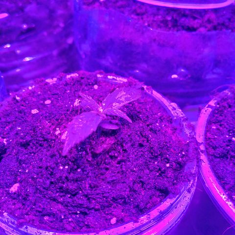 Whiskey zulu auto fem growlog photo: 10мл + опрыскивание 