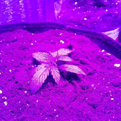 Whiskey zulu auto fem growlog photo: Пересадка автоцвета в горшок 20л, полив на утро 