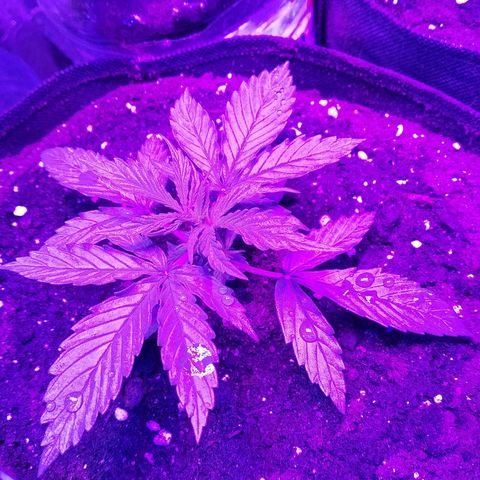 Whiskey zulu auto fem growlog photo:  Отличный рост. Последний полив 100мл, следующие по 200мл.