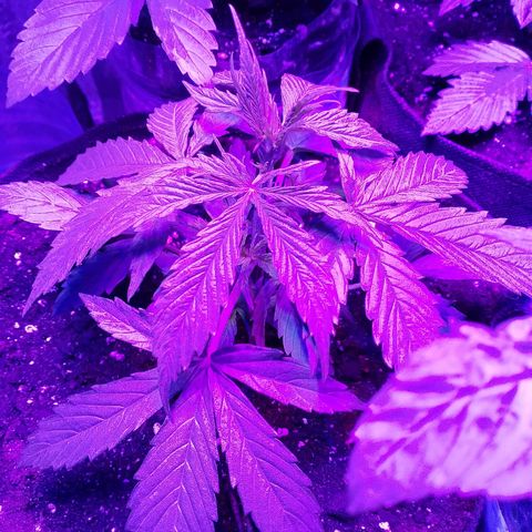 Whiskey zulu auto fem growlog photo: 300 мл воды, полив через день. Каждый следующий полив +100мл