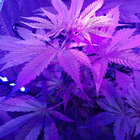 Whiskey zulu auto fem growlog photo: Росток в порядке, 800мл воды через день 