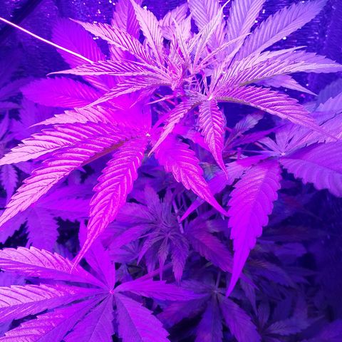 Whiskey zulu auto fem growlog photo: Рост активный, полив 1000+. Подлил чуть чуть азота, возможно цветет, но изменю этам6на 20 день и подключу красный спектр.