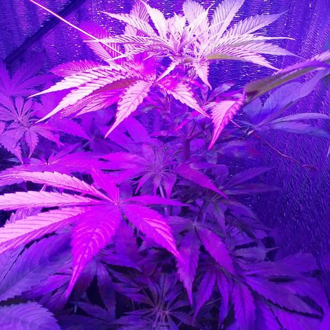Whiskey zulu auto fem growlog photo: Рост активный, полив 1000+. Подлил чуть чуть азота, возможно цветет, но изменю этам6на 20 день и подключу красный спектр.