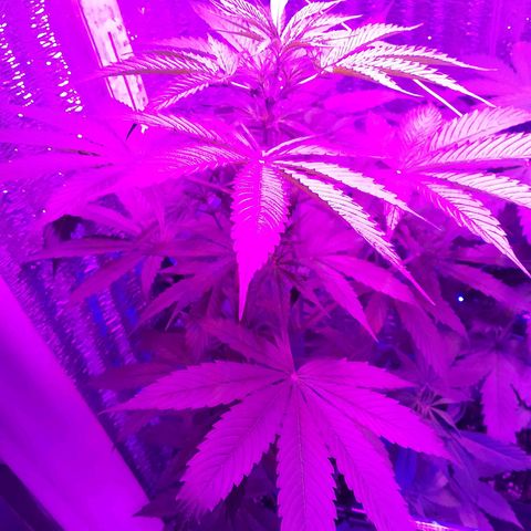 Whiskey zulu auto fem growlog photo: Включил красный спектр, синий оставил на неделю, начался цвет. Полил 1л воды, полив через каждые 2 дня.