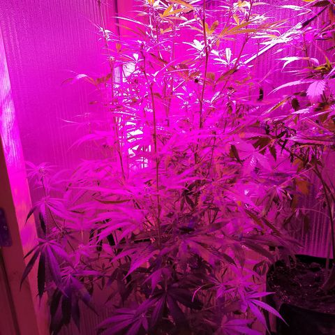 Whiskey zulu auto fem growlog photo: Переехал в новый бокс, много пьет воды, начинаю дефолиацию нижних веток, по 1/2 в день. Поливать приходится через день.2 л. Добавлю азота 