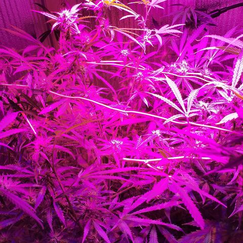 Whiskey zulu auto fem growlog photo: Активное цветение, добавила 50мл азота по 2л воды+