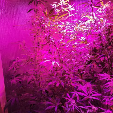 Whiskey zulu auto fem growlog photo: Активное цветение, 2л воды, 50мл фосфора. Дефолиация нижних отростков 