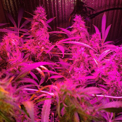 Whiskey zulu auto fem growlog photo: Скоро харвест