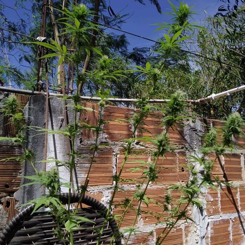 Skank growlog timeline photo