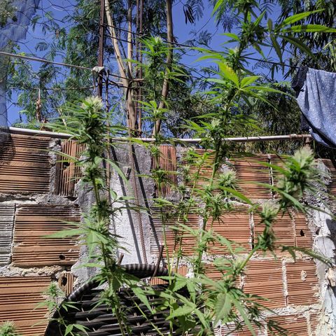 Skank growlog timeline photo