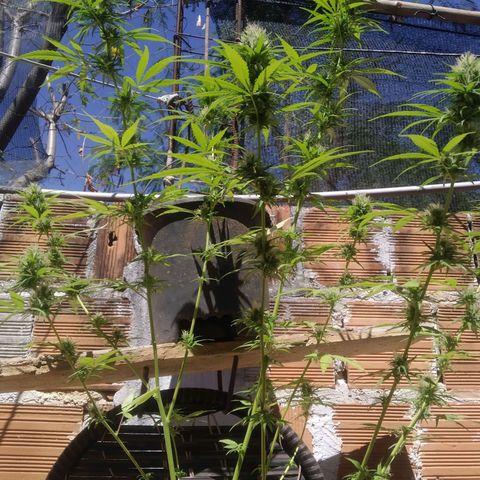 Skank growlog timeline photo