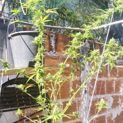 Skank growlog timeline photo