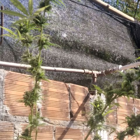 Skank growlog timeline photo